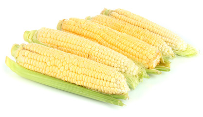 Fresh corn vegetable isolated on white