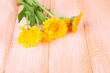 Calendula flowers on wooden background