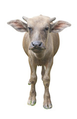 buffalo Isolated on white background.