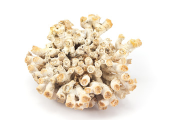 Coral on white background