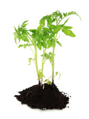 Young plant in ground isolated on white