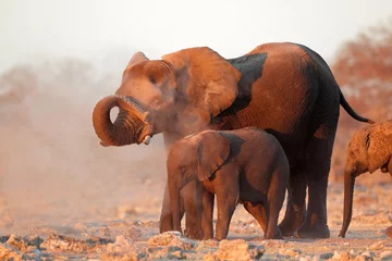 Photo sur Plexiglas Éléphant Éléphants d& 39 Afrique couverts de poussière, Etosha N/P
