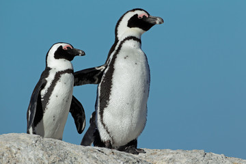 Pingouins africains contre un ciel bleu