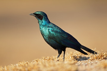Burchells starling