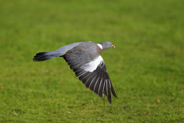 Wood pigeon, Columba palumbus