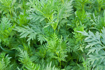 Marigold green leaves background