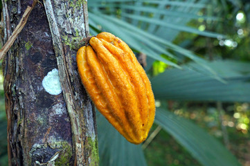 Monkey cocoa pod Herrania purpurea