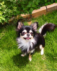 Chihuahua smile