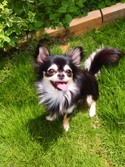 Chihuahua smile