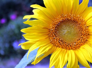 Obraz premium sonnenblume im garten