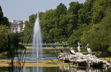 Fototapeta premium Pelicans in St. James's Park