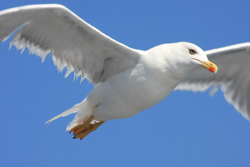 Seagull flying