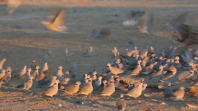 Cape turtle doves gathering at a waterhole
