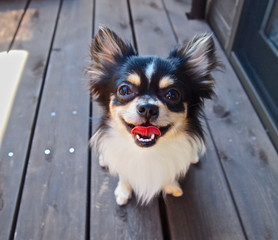 Happy Chihuahua