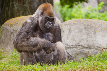 Naklejka premium Western Lowland gorilla 