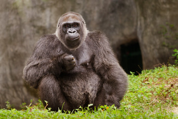 Western Lowland gorilla 