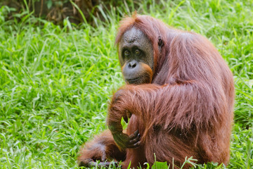 Portrait of female orangutan (Pongo pygmaeus) © Robert Hainer