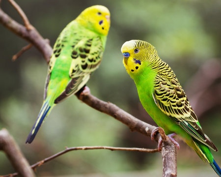 Colorful parakeets resting on tree branch