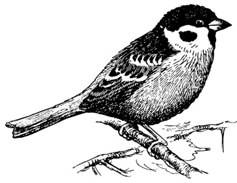 Bird Eurasian Tree Sparrow