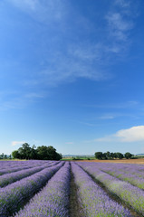 Naklejka premium lavender fields