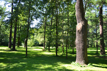 Obraz premium Park on the island Elagin