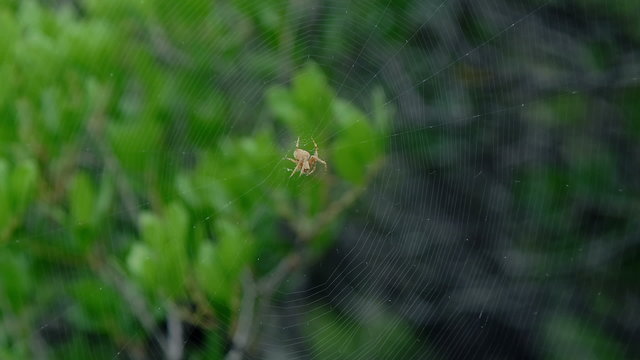 Spider waiting on his web for bug