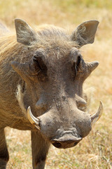Portrait of a warthog