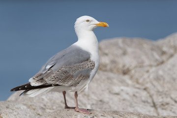Silbermöwe, European Herring Gull, Larus argentatus