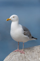 Fototapeta na wymiar Silbermöwe, European Herring Gull, Larus argentatus
