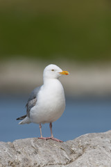 Naklejka premium Silbermöwe, European Herring Gull, Larus argentatus