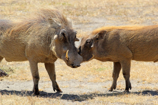 Couple of warthogs loving