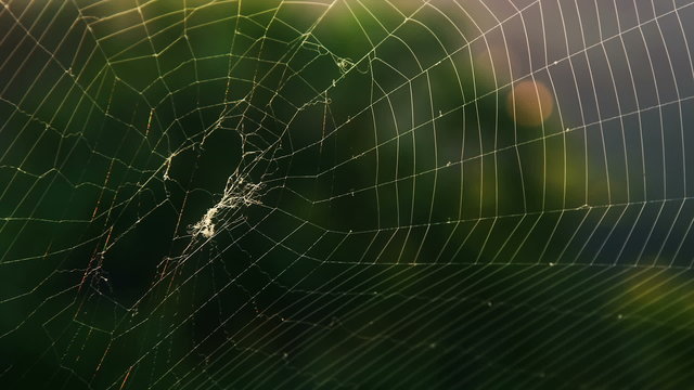 Spider web