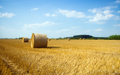 Fototapeta premium Hay bales on the field