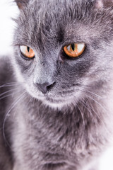 British Shorthair cat portrait on a white background