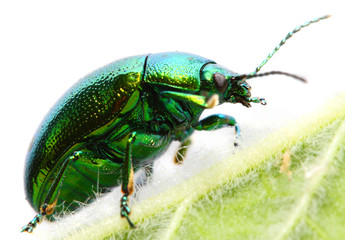 The Mint beetle (Chrysomela coerulans) pest in a herbal garden.