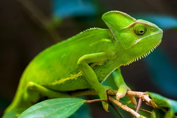 Foto op Plexiglas Kameleon Groene kameleon
