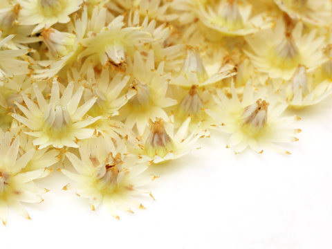 Mimusops elengi or Bokul flower of Indian subcontinent