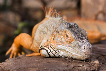 Bright orange Green Iguana