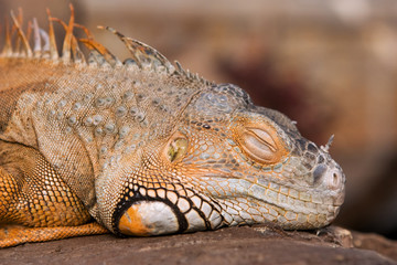 Bright orange Green Iguana