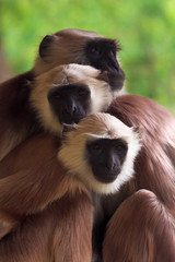 Gray langur family