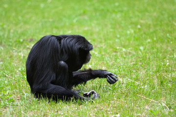 Lonely Siamang gibbon in the grass