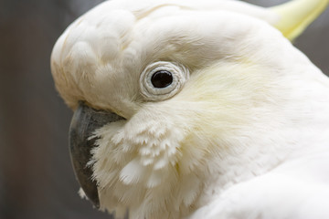 Obraz premium Closeup of white Cockatoo bird
