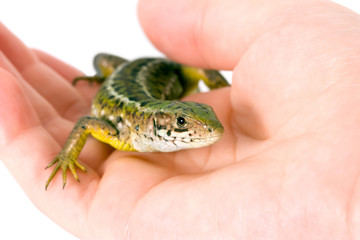 Lizard in a female hand, isolated