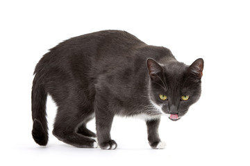 Grey cat licking his nose