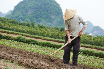chinese peasant working in field
