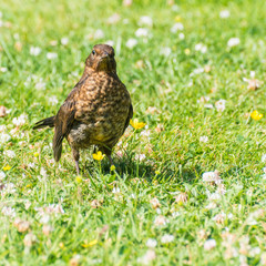 Inquisitive Visitor