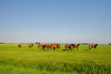 Brown horses in the green fields