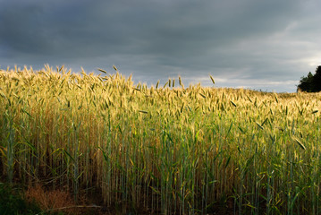 Obraz premium grain