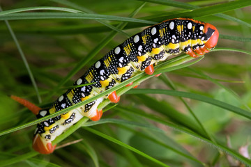 Close-up of colorful caterpillar against green background