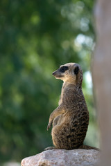 Meerkat (suricata) sentry